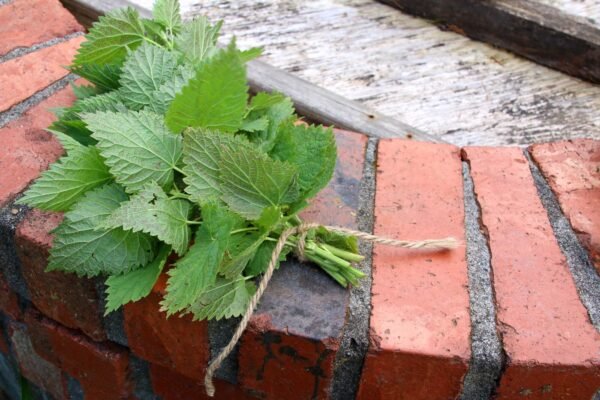 Nettle - Fresh Herb