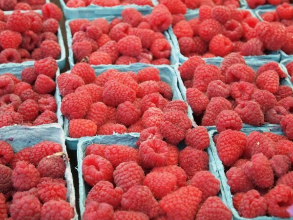 Red Raspberries