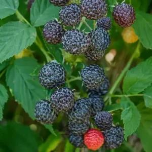 Black Raspberries - 1 Pint